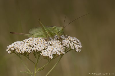 Great Green Bush Cricket - Grote Groene Sabelsprinkhaan 
