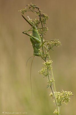 Great Green Bush Cricket - Grote Groene Sabelsprinkhaan 