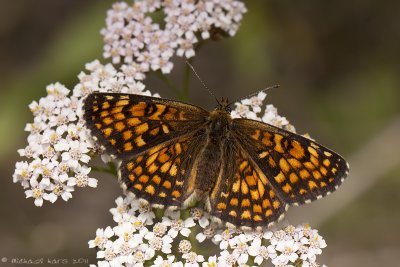 Knapweed Fritillary - Knoopkruidparelmoervlinder