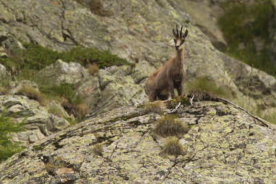 Chamois - Gems 