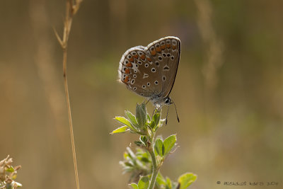 Common Blue - Icarusblauwtje