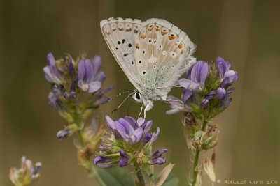 Chalk-hill Blue - Bleek Blauwtje 