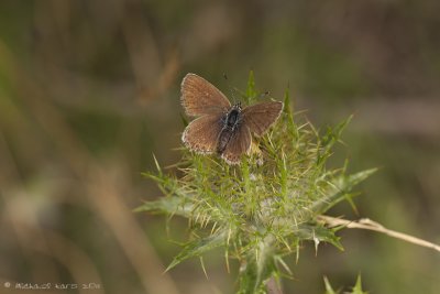 Silver-studded Blue - Heideblauwtje 