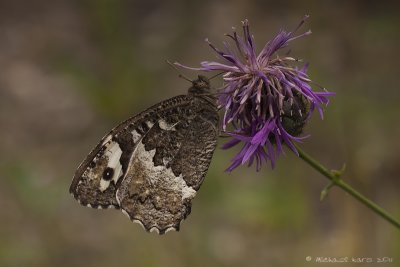 Great Banded Grayling - Witbandzandoog