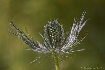 Alpine Sea Holly - Blauwe Alpendistel 