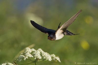 Barnswallow - Boeremzwaluw
