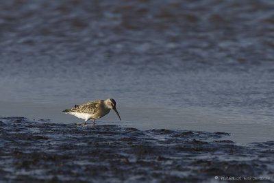 Curlew Sandpiper - Krombekstrandloper