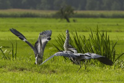 blauwe reiger - grey heron