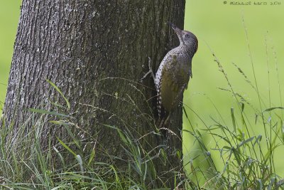 Green Woodpecker - Groene Specht
