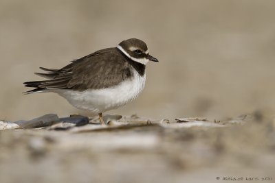 Great Ringed Plover - Bontbekplevier 