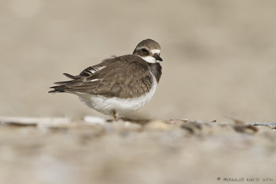 Great Ringed Plover - Bontbekplevier 