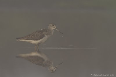 groenpootruiter - greenshank