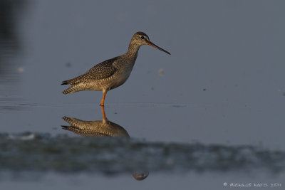 Spotted Redshank - Zwarte Ruiter 