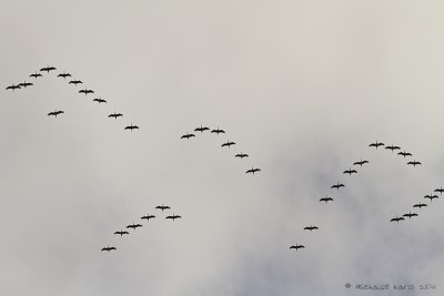 Crane - Kraanvogel 