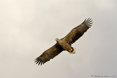 White-tailed Eagle - Zeearend