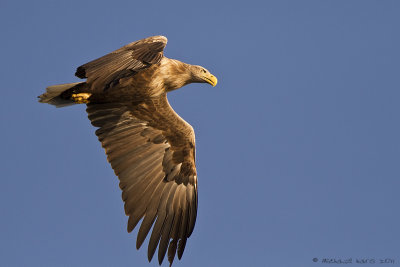 White-tailed Eagle - Zeearend