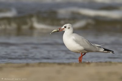 Black-headed Gull - Kokmeeuw 