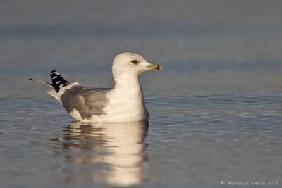 Common Gull - Stormmeeuw 