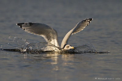 Herring Gull - Zilvermeeuw