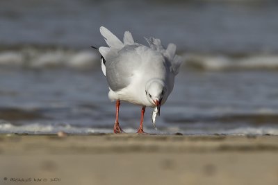 Black-headed Gull - Kokmeeuw 