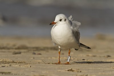 Black-headed Gull - Kokmeeuw 