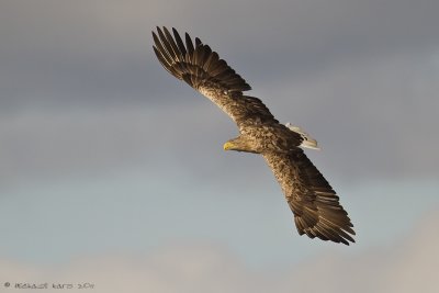 White-tailed Eagle - Zeearend