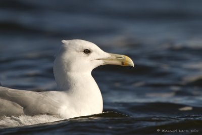 Caspian Gull - Pontische Meeuw 