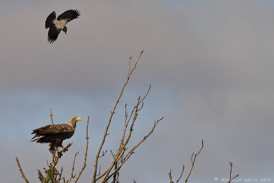 White-tailed Eagle - Zeearend