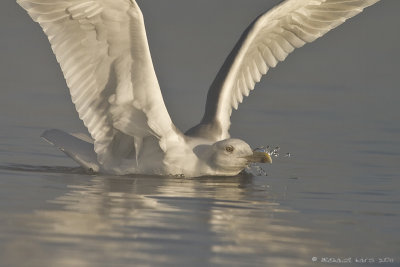 Herring Gull - Zilvermeeuw
