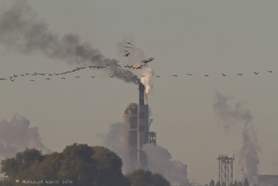 Cormorant - Aalscholver 