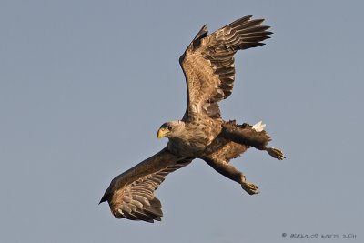 White-tailed Eagle - Zeearend