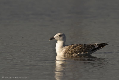 Yellow-legged Gull / Herring Gull ?