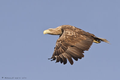 White-tailed Eagle - Zeearend