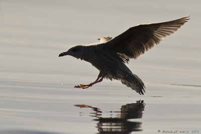 Herring Gull - Zilvermeeuw 