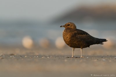 Artic Skua - Kleine Jager - Stercorarius parasiticus