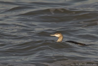 Red-throated Diver - Roodkeelduiker - Gavia stellata