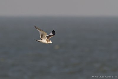 Sabine's Gull - Vorkstaartmeeuw - Larus sabini