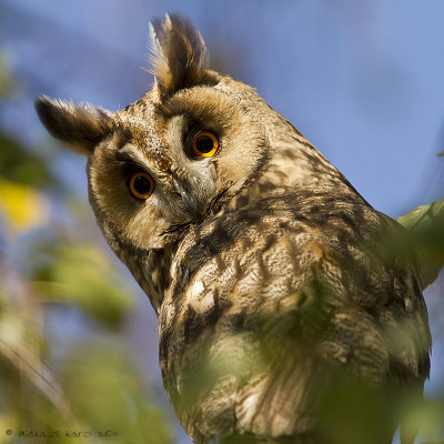 Long-eared Owl - Ransuil 