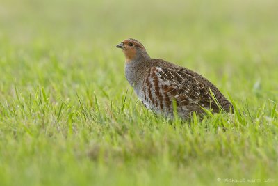 Grey Patridge -Patrijs 