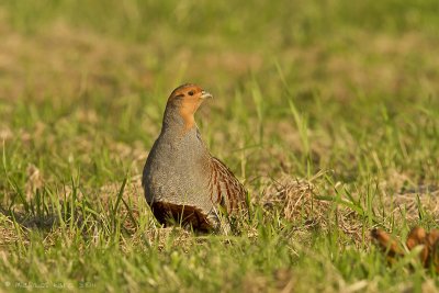 Grey Patridge -Patrijs 