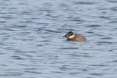 White-Headed Duck - Witkopeend - Oxyura leucocephala