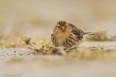 frater - twite