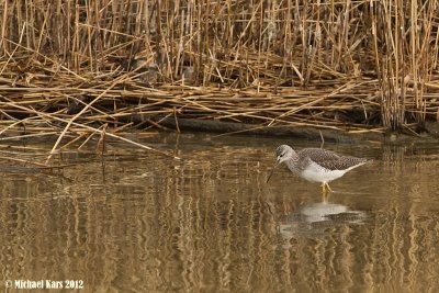 Greater Yellowlegs  - Grote Geelpootruiter