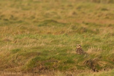 Short-eared Owl - Velduil