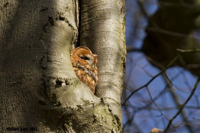 Tawny Owl - Bosuil 