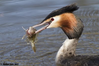 Great Crested Grebe - Fuut