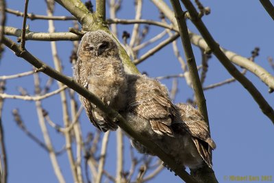 Tawny Owl - Bosuil 