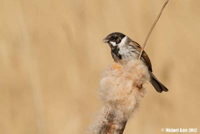 Reed Bunting - Rietgors
