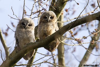 Tawny Owl - Bosuil 
