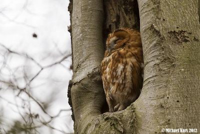 bosuil - tawny owl